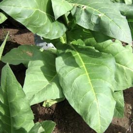 Tofta, Tobacco Seed